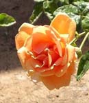 nursery_april_23_047