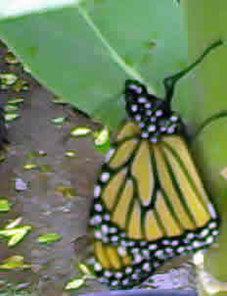close up of monarch
